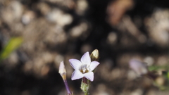 Gilia diegensis