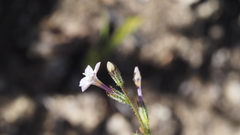 Gilia diegensis