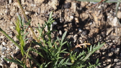 Gilia diegensis