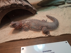Uromastyx