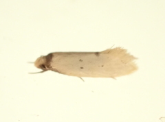 Atalopsis