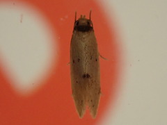 Atalopsis