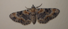 Eupithecia pulchellata
