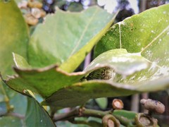 Achlyodes busirus