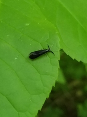 Mystacides sepulchralis