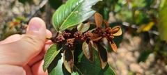 Colubrina arborescens