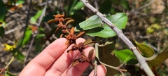 Colubrina arborescens