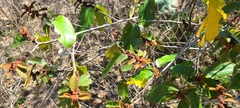 Colubrina arborescens