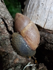 Megalobulimus sanctaepauli