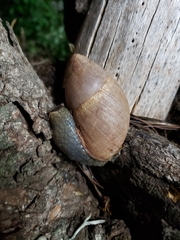 Megalobulimus sanctaepauli
