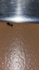 Pheidole megacephala