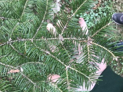 Abies holophylla