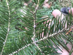 Abies holophylla