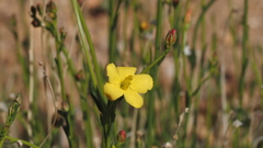 Menodora scabra glabrescens