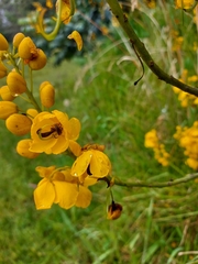 Senna viarum