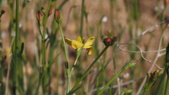 Menodora scabra glabrescens