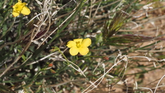 Menodora scabra glabrescens