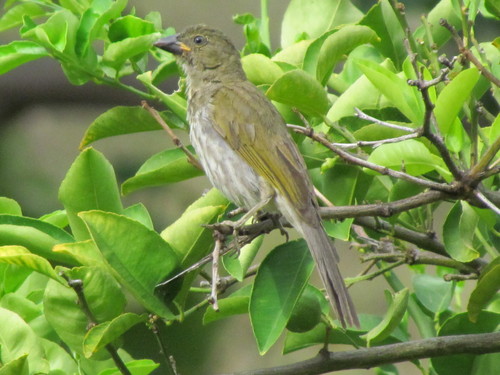Streaked Saltator