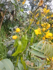 Senna viarum