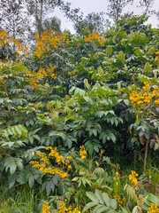 Senna viarum