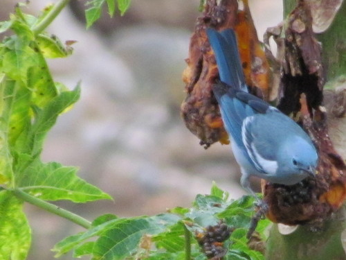 Thraupis episcopus urubambae
