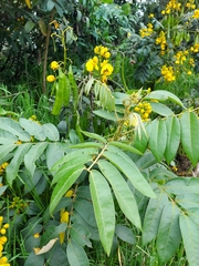 Senna viarum
