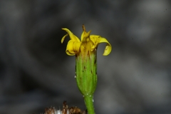 Croptilon rigidifolium