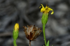 Croptilon rigidifolium
