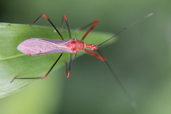 Ricolla quadrispinosa