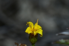 Croptilon rigidifolium