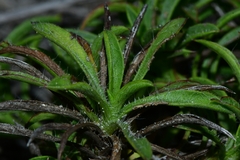 Croptilon rigidifolium