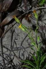 Croptilon rigidifolium