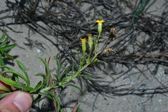 Croptilon rigidifolium