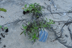 Croptilon rigidifolium