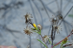 Croptilon rigidifolium