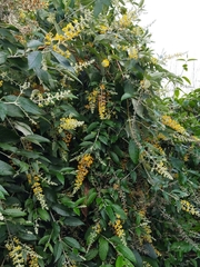 Buddleja madagascariensis