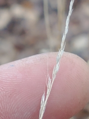 Muhlenbergia sylvatica