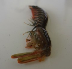 Pseudosquillisma oculata