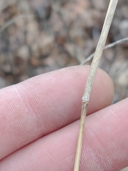 Muhlenbergia sylvatica