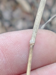 Muhlenbergia sylvatica