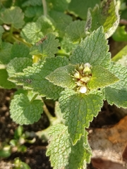 Lamium purpureum