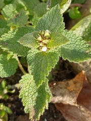 Lamium purpureum
