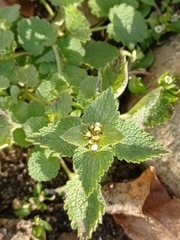 Lamium purpureum