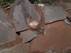 Megalobulimus sanctaepauli