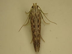 Phthorimaea operculella