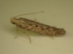 Phthorimaea operculella