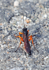 Limerodops belangeri