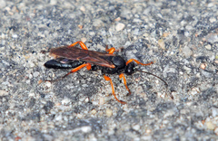 Limerodops belangeri