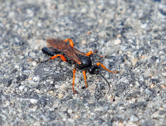 Limerodops belangeri