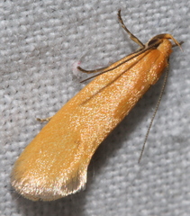 Delexocha ochrocausta